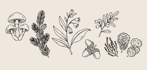  Forest berries and pine cone set, hand drawn botanical nature sketches, woodland acorn and leaf icon collection, minimalist forest plant vector graphics, organic nature elements for design, winter bo © Geetaroy