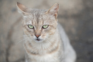 Fototapeta premium Street cat detailed face. Gray cat looking straight at camera. Serious cat face portrait. Cat with green eyes portrait.