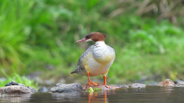 Female Common Merganser Preening While Standing in Shallow River