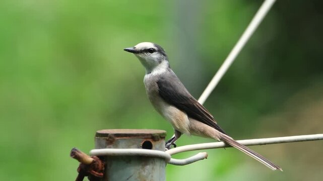 Ashy Minivet Bird Perched on a Metal Pole, Small Grey and White Wild Bird in Close Up, Wildlife in Semi-Urban Environment, Pericrocotus divaricatus on Wire.