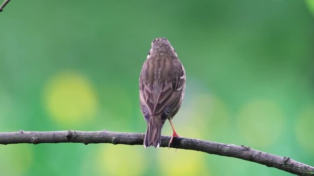 Olive-backed Pipit Perched on Tree Branch, Detailed Wild Bird with Streaked Breast, Anthus hodgsoni in Natural Habitat, Small Songbird Photography with Green Bokeh Background.