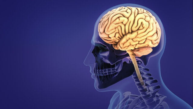 Human nervous system brain anatomy