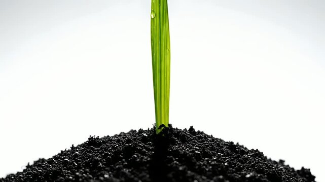 Green seedling sprouts from rich soil in time-lapse, symbolizing growth, new life, nature, sustainable agriculture, environmental consciousness, and business development for eco-friendly marketing.