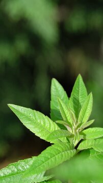 Macro of green plant leaves with natural texture. Vertical herbal gardening concept.