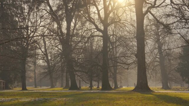 Misty winter forest with bre trees in foggy morning ight