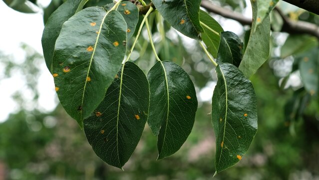 Plant diseases. Green leaves of a pear tree with rusted spots sway on summer breeze close-up. Late blight or scab or bacterial burn. Fungal disease of the garden. High quality photo.