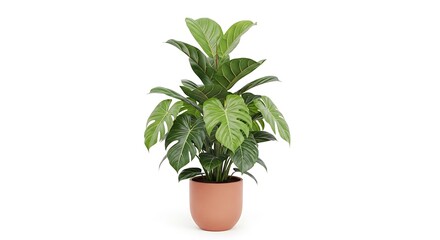 Fototapeta premium Monstera plant in terracotta pot, white background, studio shot