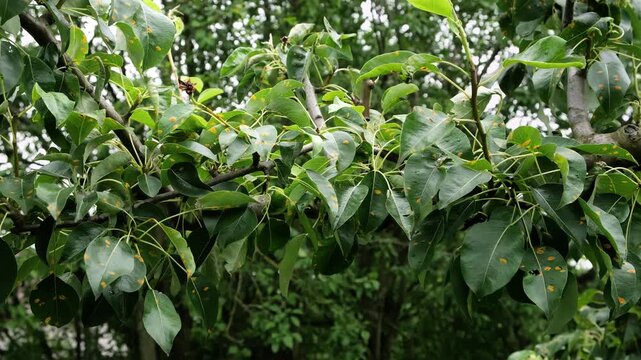Plant diseases. Green leaves of a pear tree with rusted spots sway on summer breeze close-up. Late blight or scab or bacterial burn. Fungal disease of the garden. High quality 4k footage.