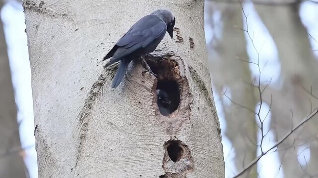 A dark-feathered jackdaw bird with a distinctive grey head is seen perched on a rough tree trunk, looking towards a cavity in the wood
