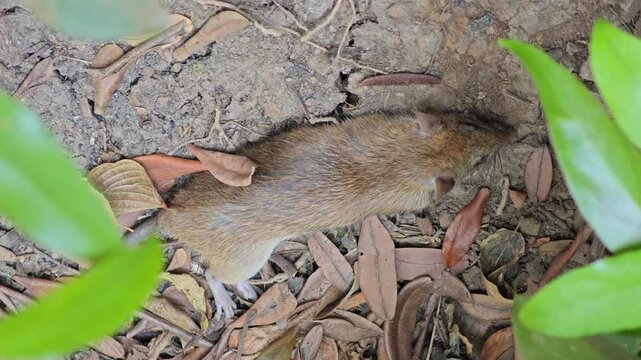 Dead mouse lying on the floor.