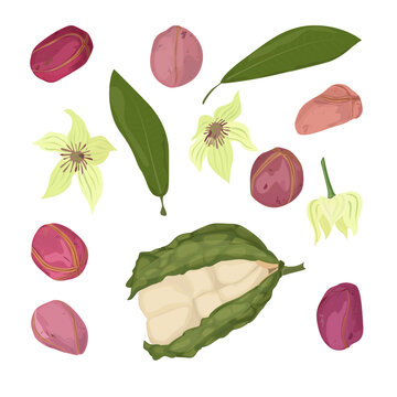 Set Kola Nut Tropical Seed from Cola Tree
