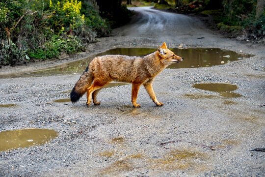 Patagonian fox crossing dirt road with puddles in Tierra del Fuego National Park