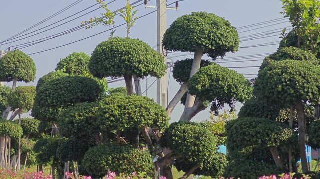 Siamese rough bush or Tooth brush tree.