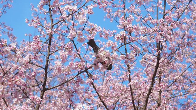 桜の蜜を吸うヒヨドリ