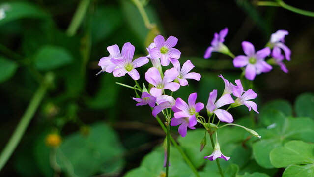Close up of delicate violet flowers in a natural garden setting