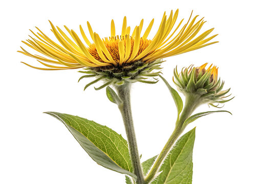 Elecampane