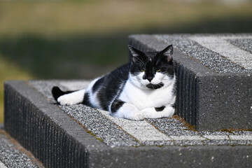 Kot leżący na schodach © Zentofoto
