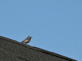 Pliszka szara na dachu. © Zentofoto