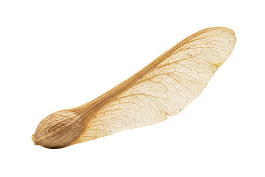 Single brown maple seed samara with delicate wing texture, isolated on white