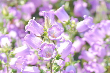 Obraz premium Campanula Campana Lilac or Campanula medium Campana purple or Bellflower or Campanula medium Champion or Campanulaceae or Canterbury Bells or purple flower