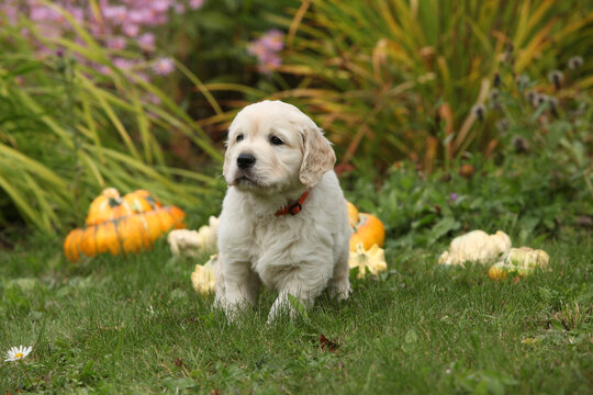 Adorable gold retriever puppy with pumpkins