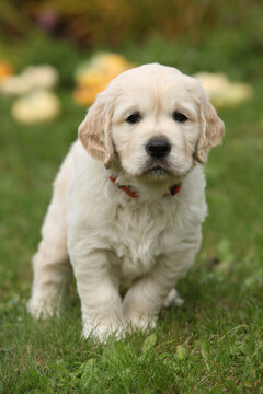 Adorable gold retriever puppy with pumpkins
