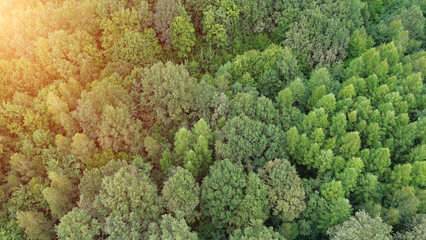Aerial shot of dense tree canopy © AlexGo