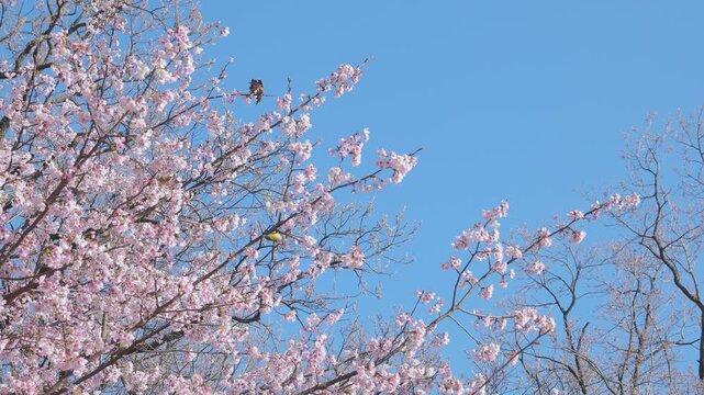 鳥が複数いて斜めに伸びる桜の枝