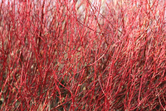 Bright red cornus or dogwood stems in a winter garden
