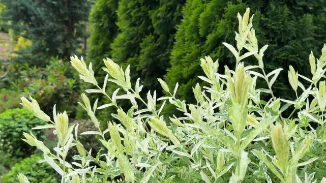 A close-up of lush Hakuro-Nishiki dappled willow branches with delicate pink and white variegated leaves, swaying gently in a peaceful, sunlit spring garden with a soft evergreen background.