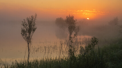 Naklejka premium A serene, misty sunrise over a calm lake, with tall green grass in the foreground and trees in the fog.