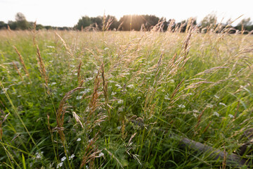 Naklejka premium Sunlit summer meadow filled with tall wild grasses and delicate wildflowers, backlit by the low sun with a distant treeline. A peaceful rural landscape evoking warmth, calm, and natural beauty