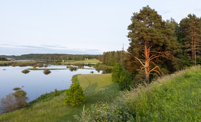 Naklejka premium Warm sunset light illuminates a lone pine on a grassy slope overlooking a calm lake, marsh islands and open meadow. A peaceful summer countryside scene evoking tranquility, nature and rural escape