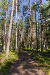 Naklejka premium A tranquil summer forest trail surrounded by an evergreen landscape of tall pines and abundant greenery, perfect for hiking and outdoor escapes into beauty of nature