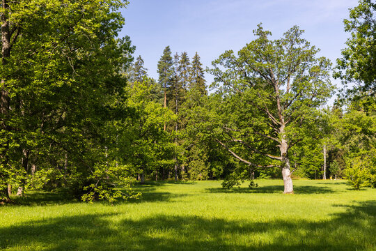 A solitary oak stands in a sunlit grassy meadow at the edge of a dense forest, surrounded by vibrant green foliage and dappled shade conveying peaceful, natural countryside atmosphere