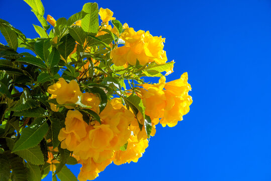 Yellow bells on a blue sky background
