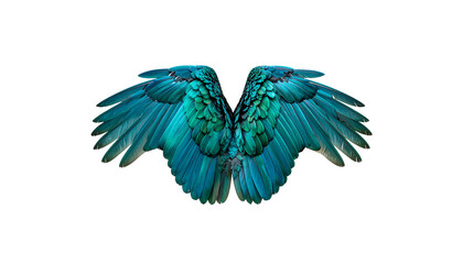 Obraz premium Illustration of blue macaw wings.