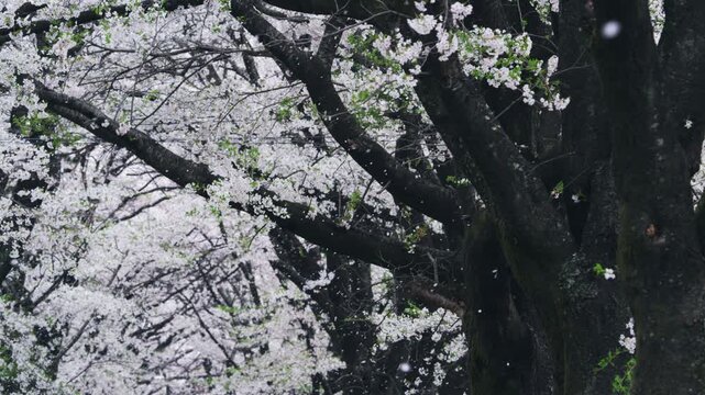 真原桜並木の桜吹雪