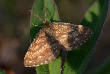 Male Common Heath moth Ematurga atomaria resting on a green leaf in sunlight © Yurii Zushchyk