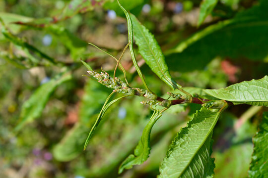 Small fuzzy pink flower buds begin to emerge from a dark brown branch of a peach tree in early spring - latin name - Prunus persica