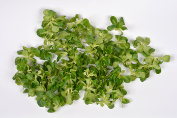 Obraz premium A pile of fresh green corn salad leaves also known as lambs lettuce scattered on a white background viewed from above