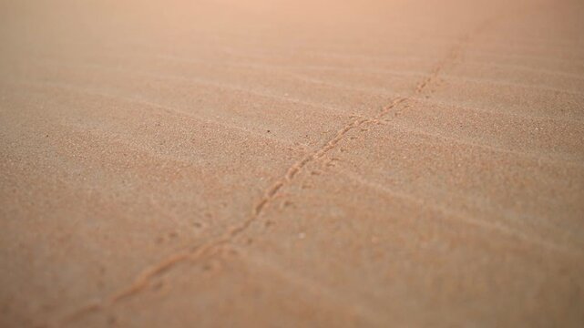 Close Up Scarab Beetle Tracks on Cracked Desert Sand in Egypt