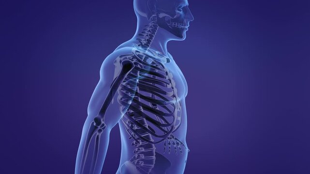 Human skeleton humerus bones anatomy