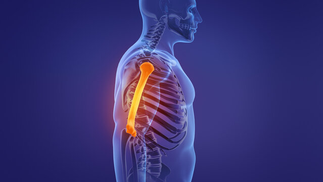 Human skeleton humerus bones anatomy