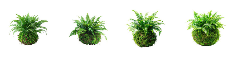 Four kokedama moss balls with lush green plants as PNG cutout isolated on transparent background