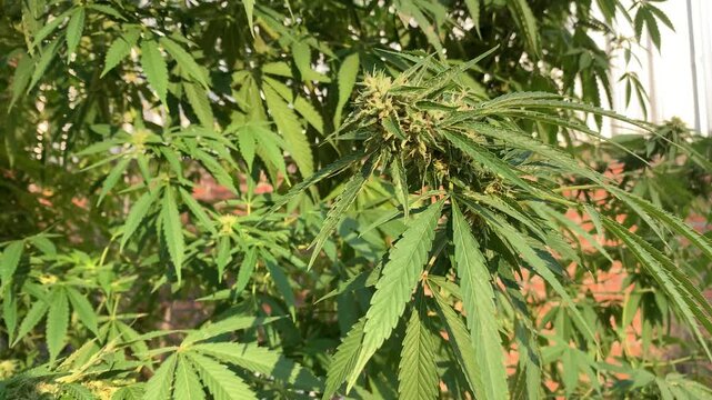 Cannabis Plant with Leaves: A vibrant image of cannabis plant, its green leaves catching the sunlight, showcasing its natural form and texture.