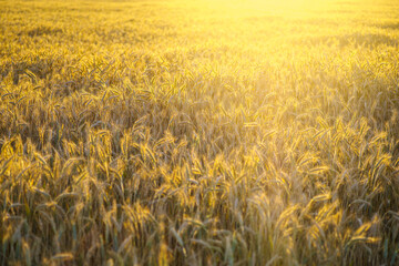 Panorama złotego pola zboża w promieniach zachodzącego słońca. Dojrzałe kłosy pszenicy tworzą naturalną teksturę. Krajobraz rolniczy, koncepcja obfitości i letnich żniw na polskiej wsi. © Henryk Niestrój