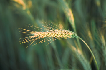 Zbliżenie na dojrzały kłos zboża na tle pola o zachodzie słońca. Ciepłe światło złotej godziny podkreśla detale kłosa. Symbol żniw, rolnictwa i ekologicznej żywności. © Henryk Niestrój