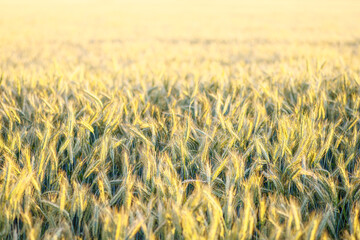 Panorama złotego pola zboża w promieniach zachodzącego słońca. Dojrzałe kłosy pszenicy tworzą naturalną teksturę. Krajobraz rolniczy, koncepcja obfitości i letnich żniw na polskiej wsi. © Henryk Niestrój