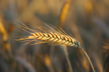 Zbliżenie na dojrzały kłos zboża na tle pola o zachodzie słońca. Ciepłe światło złotej godziny podkreśla detale kłosa. Symbol żniw, rolnictwa i ekologicznej żywności. © Henryk Niestrój